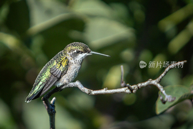 红喉蜂鸟雌性，(Archilochus colubris)，红喉蜂鸟雌性。